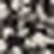 Black palm